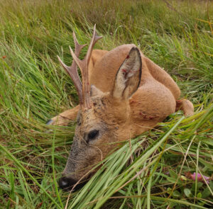 Roe Buck